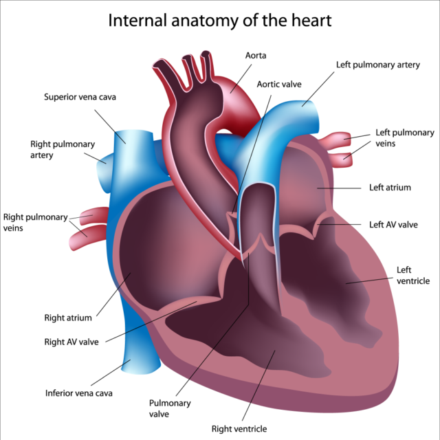 Pulmonary Fibrosis Complications Cardiac Problems Wit - vrogue.co