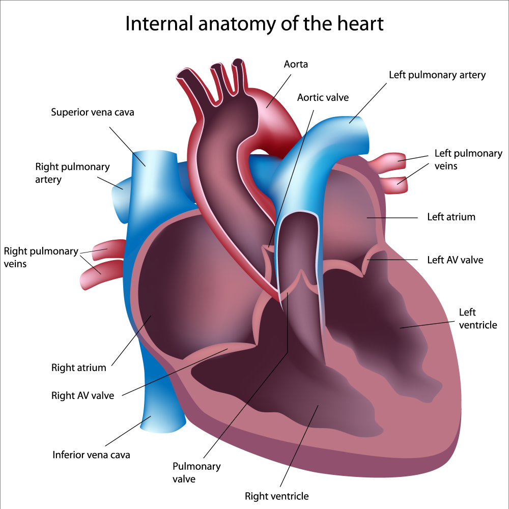 cardiac complications with IPF