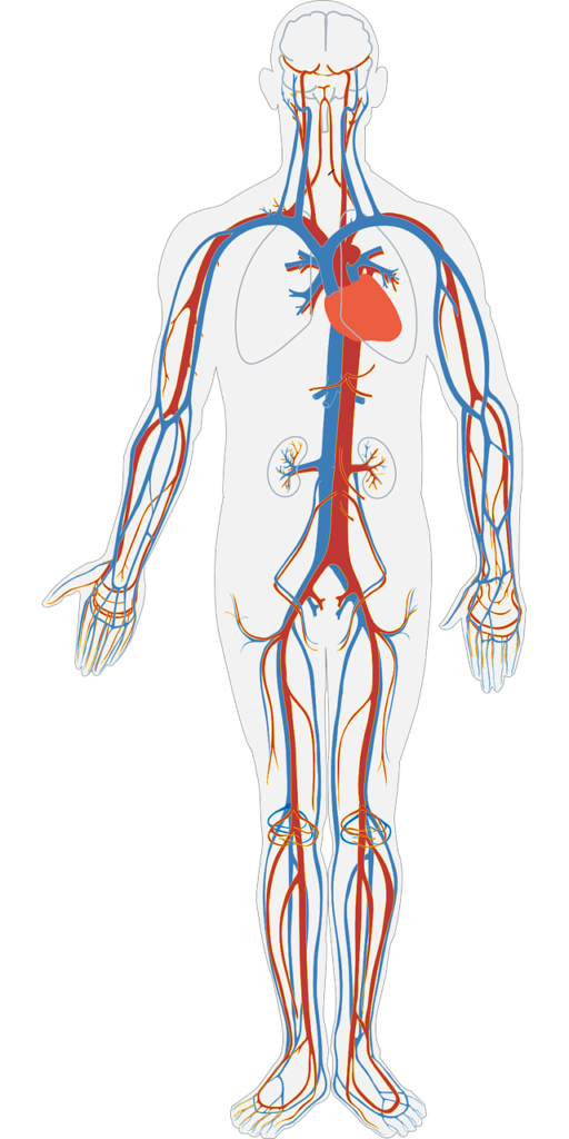 blood circulation clot